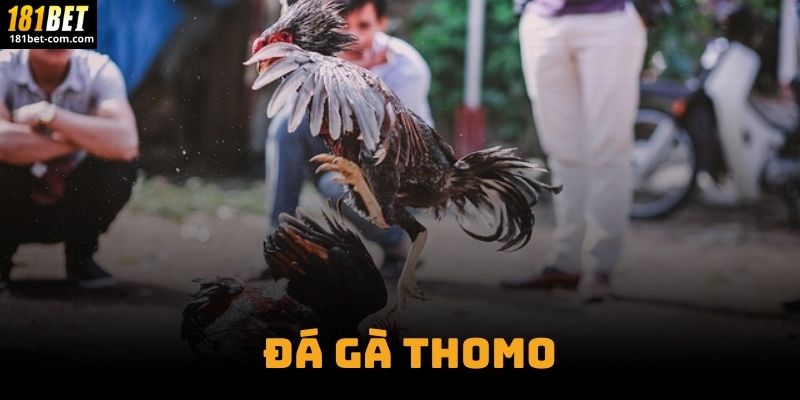 Đá Gà Thomo