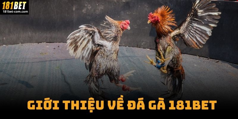 Giới Thiệu Về Đá Gà 181BET