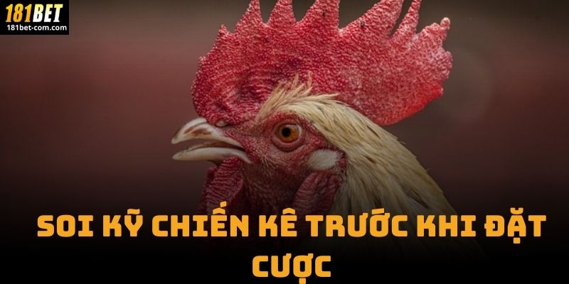 Soi Kỹ Chiến Kê Trước Khi Đặt Cược